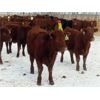 Image 3 : Hebert Livestock Ventures - 640# Heifers - 100 Head (Wawota, SK) VBP+