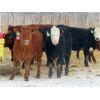 Image 4 : Hebert Livestock Ventures - 640# Heifers - 100 Head (Wawota, SK) VBP+