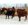 Image 5 : Hebert Livestock Ventures - 640# Heifers - 100 Head (Wawota, SK) VBP+