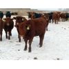 Image 6 : Hebert Livestock Ventures - 640# Heifers - 100 Head (Wawota, SK) VBP+