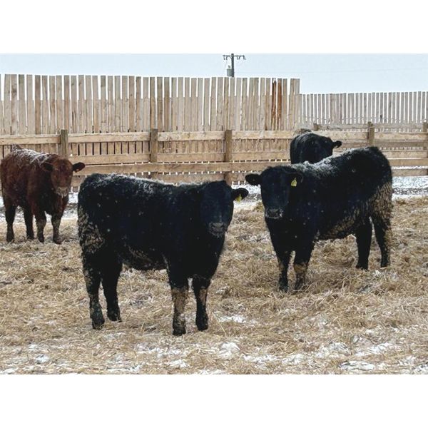 Habraken Farms Ltd. - 800# Heifers - 66 Head (Scandia, AB)