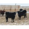 Image 1 : Habraken Farms Ltd. - 800# Heifers - 66 Head (Scandia, AB)