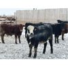 Image 3 : Habraken Farms Ltd. - 800# Heifers - 66 Head (Scandia, AB)