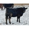 Image 5 : Habraken Farms Ltd. - 800# Heifers - 66 Head (Scandia, AB)
