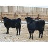 Image 6 : Habraken Farms Ltd. - 800# Heifers - 66 Head (Scandia, AB)