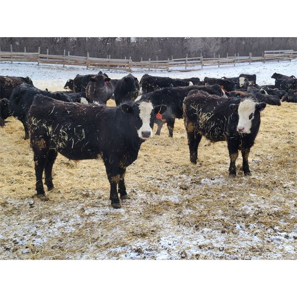 Bircham Ranch - 900# Steers - 200 Head (Piapot, SK)