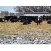 Image 3 : Bircham Ranch - 900# Steers - 200 Head (Piapot, SK)