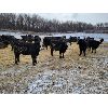 Image 5 : Bircham Ranch - 900# Steers - 200 Head (Piapot, SK)