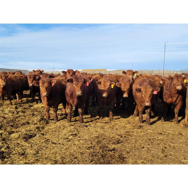 Raymond Land & Cattle - 840# Steers - 145 Head (Aneroid, SK)