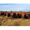 Image 1 : Raymond Land & Cattle - 840# Steers - 145 Head (Aneroid, SK)