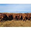 Image 2 : Raymond Land & Cattle - 840# Steers - 145 Head (Aneroid, SK)
