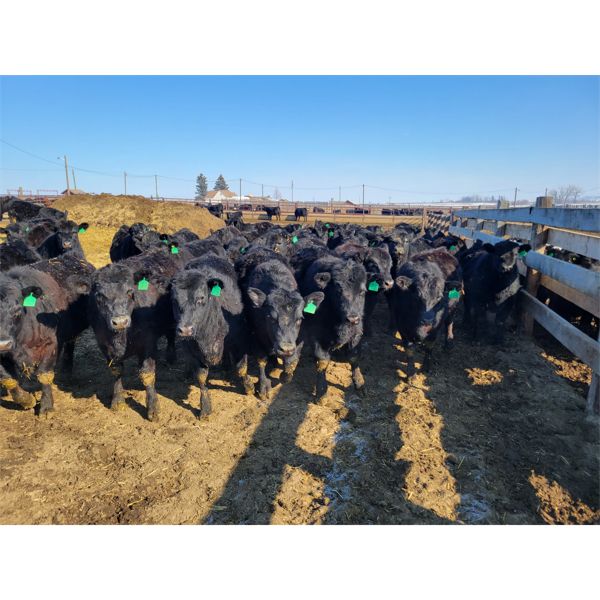 Franz Land & Cattle - 815# Heifers - 77 Head (Medecine Hat, AB)