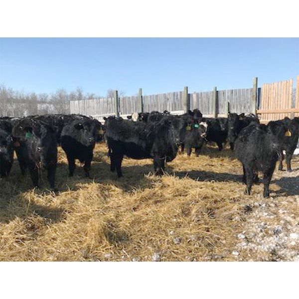 Bar 7 Ranch - 775# Heifers - 80 Head (MacGregor, MB) - Team Auction Sales