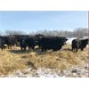 Image 3 : Bar 7 Ranch - 775# Heifers - 80 Head (MacGregor, MB)