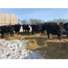 Image 4 : Bar 7 Ranch - 775# Heifers - 80 Head (MacGregor, MB)