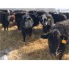 Image 5 : Bar 7 Ranch - 775# Heifers - 80 Head (MacGregor, MB)