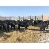 Image 6 : Bar 7 Ranch - 775# Heifers - 80 Head (MacGregor, MB)