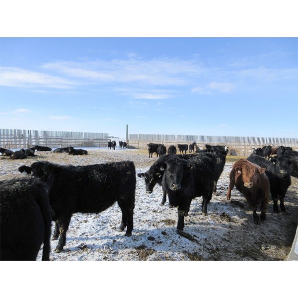 T & S Stock Farms - 846# Steers - 72 Head (Scandia, AB)