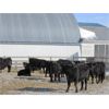 Image 10 : T & S Stock Farms - 709# Steers - 120 Head (Scandia, AB)