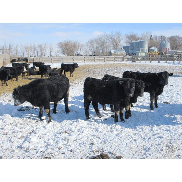 T & S Stock Farms - 709# Steers - 120 Head (Scandia, AB)