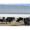 Image 6 : T & S Stock Farms - 709# Steers - 120 Head (Scandia, AB)
