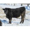 Image 8 : T & S Stock Farms - 709# Steers - 120 Head (Scandia, AB)