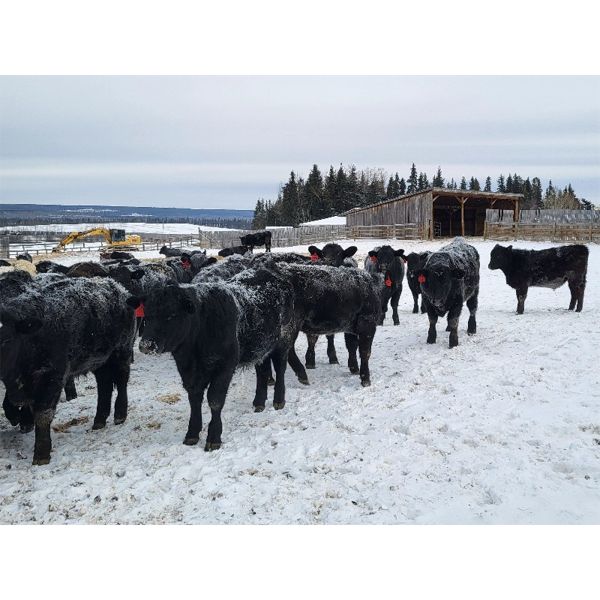 Johnson Farms - 760# Steers - 80 Head (Vanderhoof, BC) VBP+