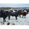 Image 4 : Johnson Farms - 760# Steers - 80 Head (Vanderhoof, BC) VBP+