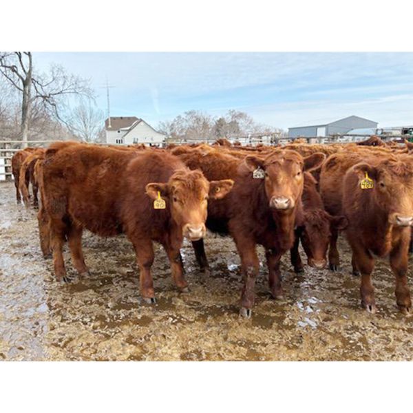 WJ Bird Farm Ltd. - 825# Steers - 72 Head (Lyleton, MB)