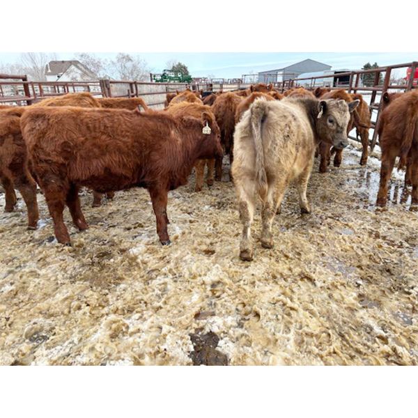 WJ Bird Farm Ltd. - 675# Steers - 40 Head (Lyleton, MB)