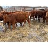 Image 3 : WJ Bird Farm Ltd. - 675# Steers - 40 Head (Lyleton, MB)