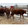 Image 7 : WJ Bird Farm Ltd. - 675# Steers - 40 Head (Lyleton, MB)
