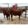 Image 8 : WJ Bird Farm Ltd. - 675# Steers - 40 Head (Lyleton, MB)
