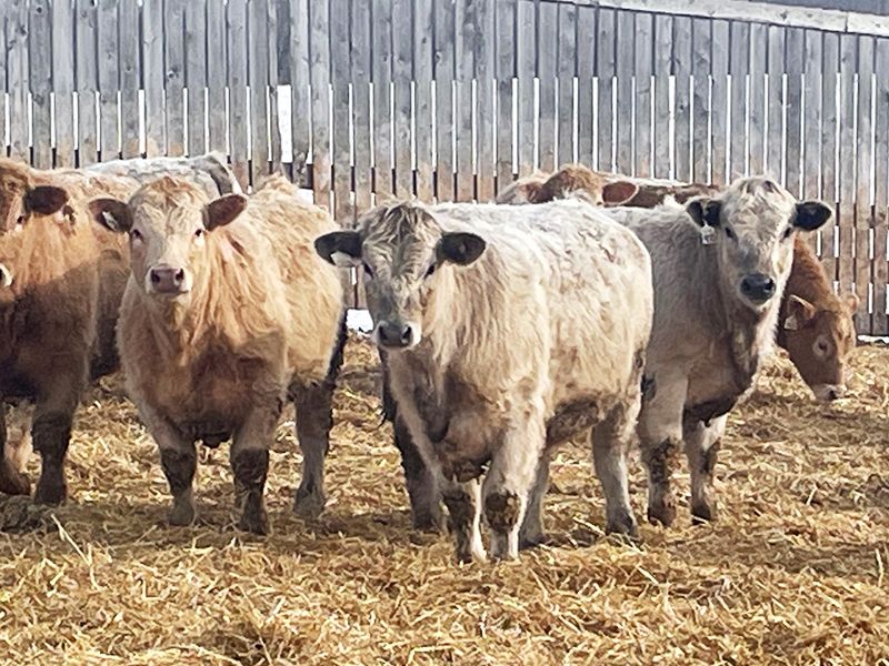 45 Ranch Range 45 Ranch Ltd. - 970# Steers - 186 Head (Dewberry, AB) - Team ...