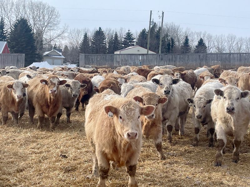 45 Ranch Range 45 Ranch Ltd. - 970# Steers - 186 Head (Dewberry, AB) - Team ...