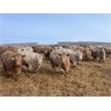 Image 3 : Range 45 Ranch Ltd. - 970# Steers - 186 Head (Dewberry, AB)