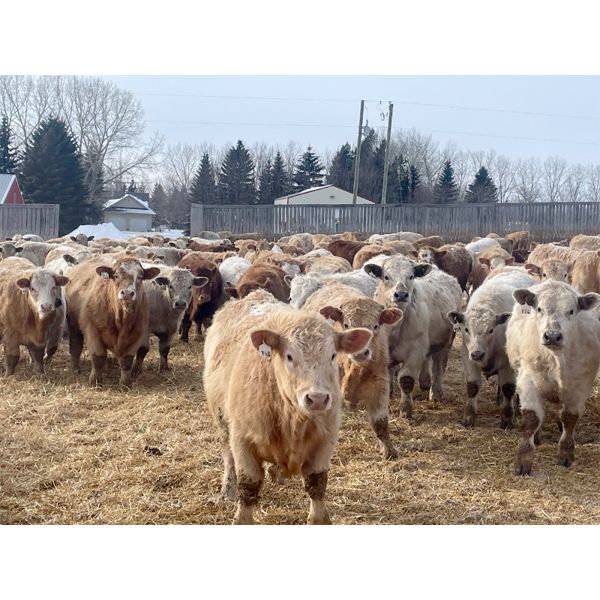 Range 45 Ranch Ltd. - 970# Steers - 186 Head (Dewberry, AB)