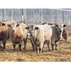 Image 3 : Range 45 Ranch Ltd. - 970# Steers - 186 Head (Dewberry, AB)