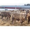 Image 7 : Range 45 Ranch Ltd. - 970# Steers - 186 Head (Dewberry, AB)