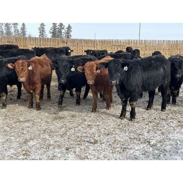 Kyle & Lisa Lemmer - 800# Steers - 100 Head (Trochu, AB)