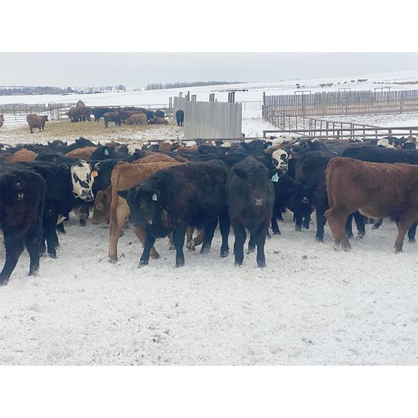 Midpoint Farms - 785# Steers - 160 Head (Drayton Valley, AB)