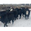 Image 3 : Midpoint Farms - 785# Steers - 160 Head (Drayton Valley, AB)