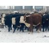 Image 5 : Midpoint Farms - 785# Steers - 160 Head (Drayton Valley, AB)