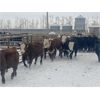 Image 6 : Midpoint Farms - 785# Steers - 160 Head (Drayton Valley, AB)