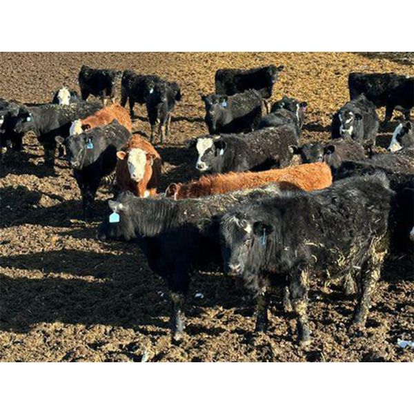 Circle Y Ranch - 575# Steers - 65 Head (Raymond, AB)