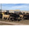 Image 2 : Lowe Ranches - 748# Steers - 82 Head (Nanton, AB)
