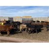 Image 4 : Lowe Ranches - 748# Steers - 82 Head (Nanton, AB)