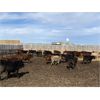 Image 5 : Lowe Ranches - 748# Steers - 82 Head (Nanton, AB)