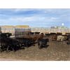 Image 6 : Lowe Ranches - 748# Steers - 82 Head (Nanton, AB)