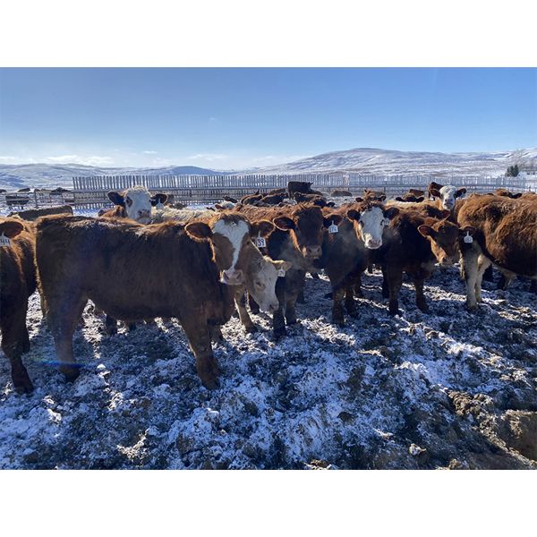 Bob Lowe - 775# Steers - 89 Head (Nanton, AB)